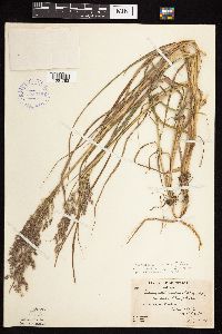 Calamagrostis canadensis image