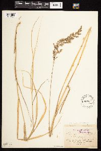 Calamagrostis canadensis image