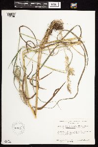 Calamagrostis canadensis image