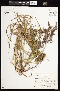Calamagrostis canadensis image