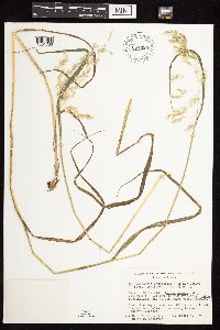 Calamagrostis canadensis image