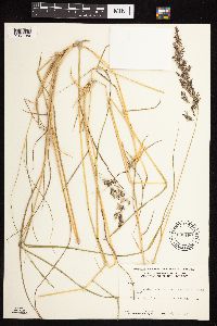 Calamagrostis canadensis image