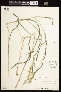 Calamagrostis canadensis image