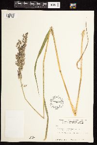 Calamagrostis canadensis image