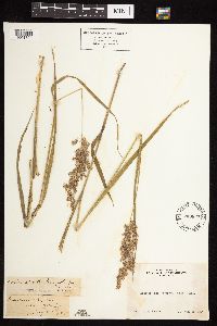 Calamagrostis canadensis image