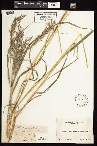 Calamagrostis canadensis image