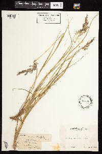 Calamagrostis canadensis image