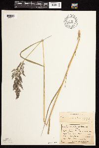Calamagrostis canadensis image