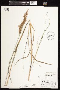 Calamagrostis canadensis image