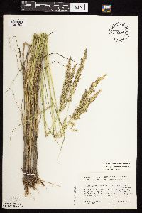 Calamagrostis canadensis image