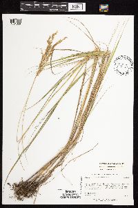 Calamagrostis canadensis image