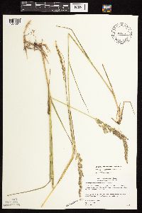 Calamagrostis canadensis image