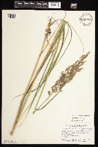 Calamagrostis canadensis image