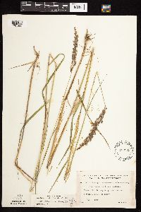 Calamagrostis canadensis image