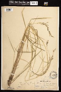 Calamagrostis canadensis image