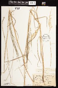Calamagrostis canadensis image