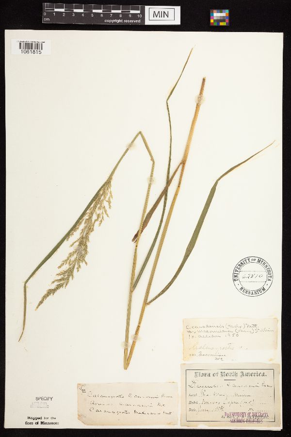Calamagrostis canadensis image