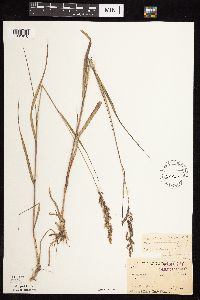 Calamagrostis canadensis image