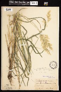 Calamagrostis canadensis image
