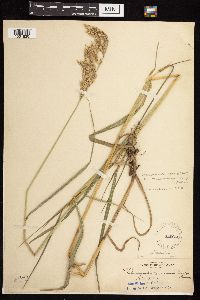 Calamagrostis canadensis image