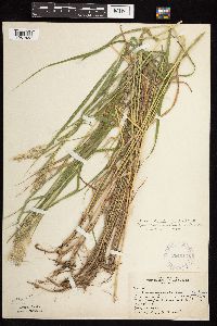 Calamagrostis canadensis image