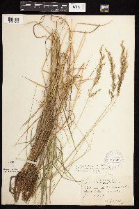 Calamagrostis canadensis image
