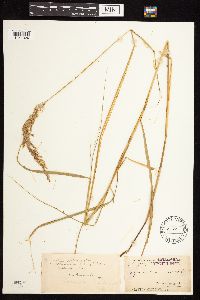 Calamagrostis canadensis image