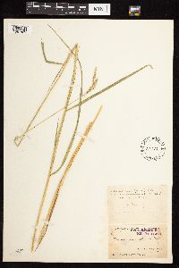 Calamagrostis canadensis image