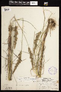 Calamagrostis canadensis image