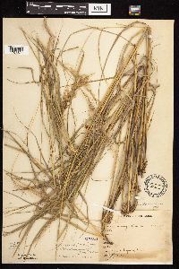 Calamagrostis canadensis image