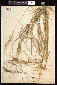 Calamagrostis canadensis image