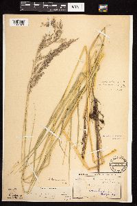 Calamagrostis canadensis image