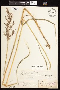 Calamagrostis canadensis image