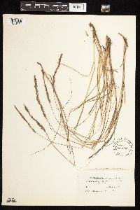 Calamagrostis canadensis image
