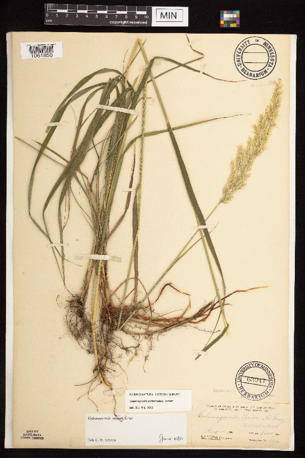 Calamagrostis porteri subsp. porteri image