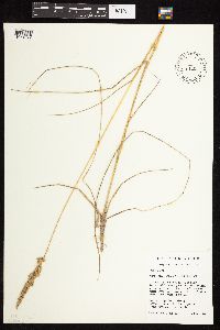 thumbnail image of current specimen
