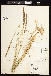 thumbnail image of current specimen