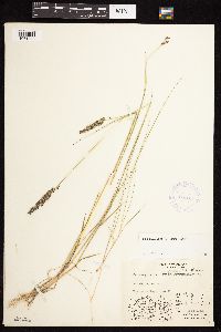 Thumbnail image of current specimen