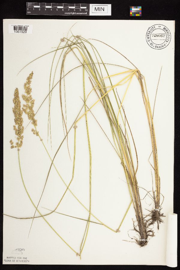 Calamagrostis stricta subsp. inexpansa image