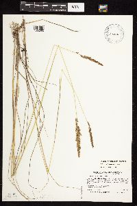 Calamagrostis stricta image