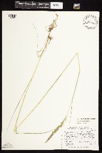 Calamagrostis stricta image