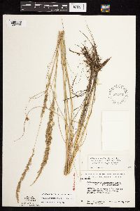 Calamagrostis stricta image