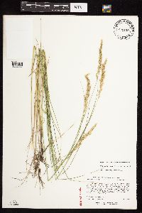 Calamagrostis stricta image