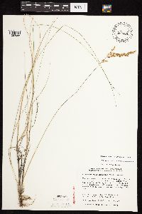 Calamagrostis stricta image