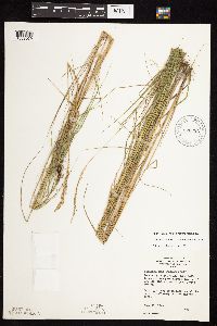 Calamagrostis stricta image