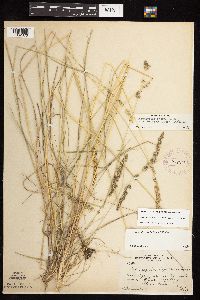Calamagrostis stricta image
