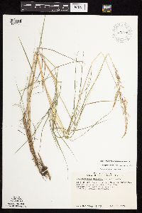 Calamagrostis stricta image