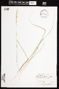 Calamovilfa longifolia image