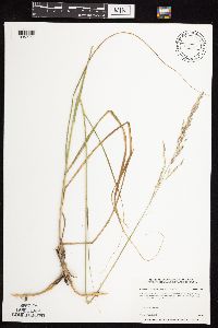 Calamovilfa longifolia image