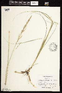 Calamovilfa longifolia image